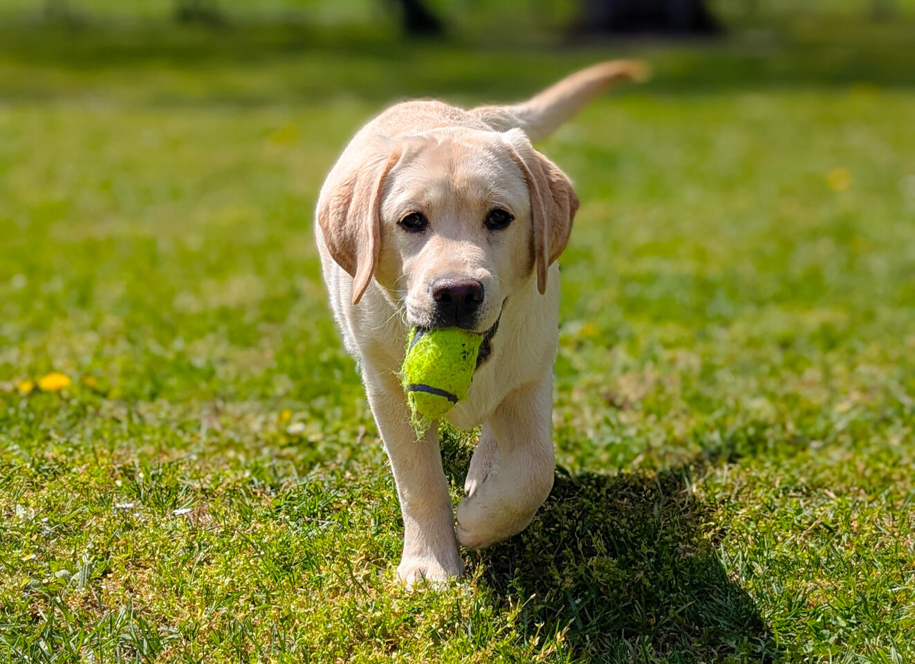 Ball retriever. Ball retriever.